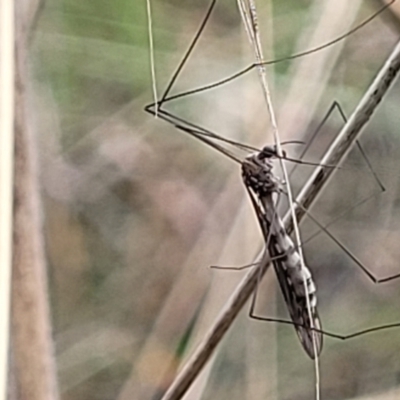 Tipulidae or Limoniidae (family) (Unidentified Crane Fly) at Paddys River, ACT - 19 Mar 2022 by trevorpreston