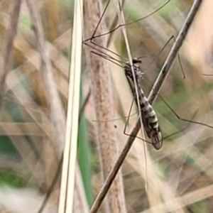 Tipulidae or Limoniidae (family) at Paddys River, ACT - 19 Mar 2022