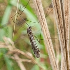 Tipulidae or Limoniidae (family) at Paddys River, ACT - 19 Mar 2022 11:13 AM