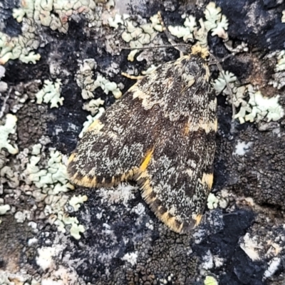 Halone sinuata (Rock Lichen Moth) at Paddys River, ACT - 18 Mar 2022 by trevorpreston