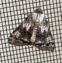Stibaroma melanotoxa (Grey-caped Line-moth) at Jerrabomberra, NSW - 19 Mar 2022 by Steve_Bok