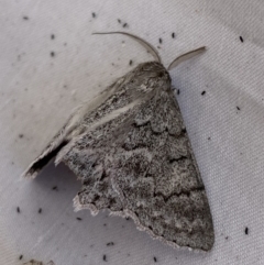 Crypsiphona ocultaria (Red-lined Looper Moth) at Jerrabomberra, NSW - 19 Mar 2022 by SteveBorkowskis