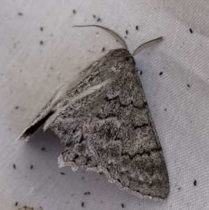 Crypsiphona ocultaria at Jerrabomberra, NSW - suppressed