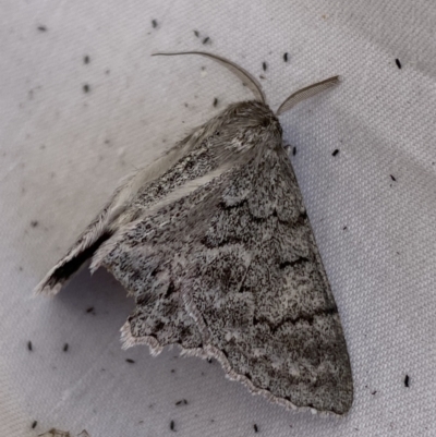 Crypsiphona ocultaria (Red-lined Looper Moth) at Jerrabomberra, NSW - 19 Mar 2022 by SteveBorkowskis