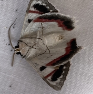 Crypsiphona ocultaria at Jerrabomberra, NSW - suppressed