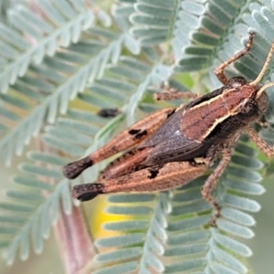 Phaulacridium vittatum at Paddys River, ACT - 19 Mar 2022