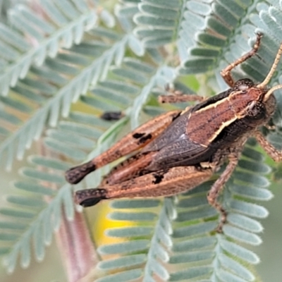Phaulacridium vittatum (Wingless Grasshopper) at Gibraltar Pines - 18 Mar 2022 by trevorpreston