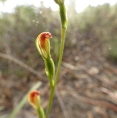 Speculantha rubescens (Blushing Tiny Greenhood) at Bicentennial Park - 18 Mar 2022 by Paul4K