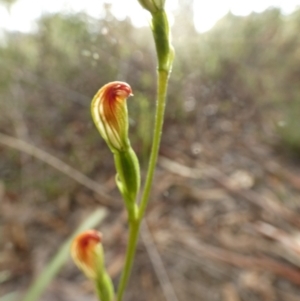 Speculantha rubescens at Queanbeyan West, NSW - 19 Mar 2022
