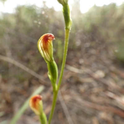 Speculantha rubescens (Blushing Tiny Greenhood) at Bicentennial Park - 18 Mar 2022 by Paul4K