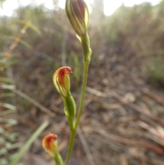 Speculantha rubescens at Queanbeyan West, NSW - 19 Mar 2022