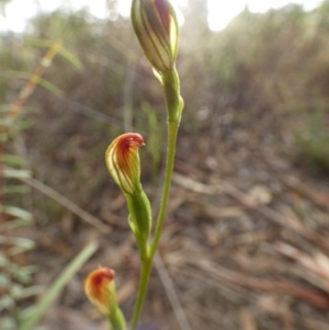 Speculantha rubescens at Queanbeyan West, NSW - suppressed