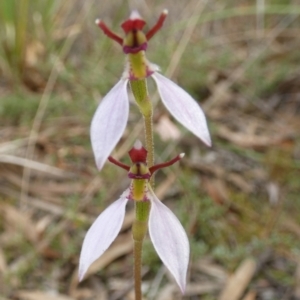 Eriochilus cucullatus at Queanbeyan West, NSW - 19 Mar 2022