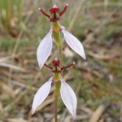 Eriochilus cucullatus (Parson's Bands) at Bicentennial Park - 18 Mar 2022 by Paul4K