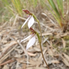 Eriochilus cucullatus at Queanbeyan West, NSW - 19 Mar 2022