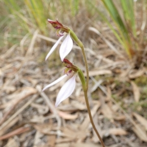 Eriochilus cucullatus at Queanbeyan West, NSW - 19 Mar 2022