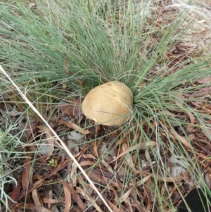 zz bolete at Queanbeyan West, NSW - 19 Mar 2022