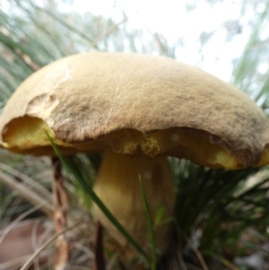 zz bolete at Queanbeyan West, NSW - 19 Mar 2022