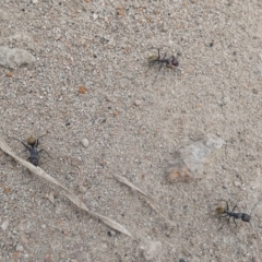 Camponotus suffusus (Golden-tailed sugar ant) at Queanbeyan West, NSW - 18 Mar 2022 by Paul4K