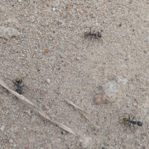Camponotus suffusus at Queanbeyan West, NSW - 19 Mar 2022