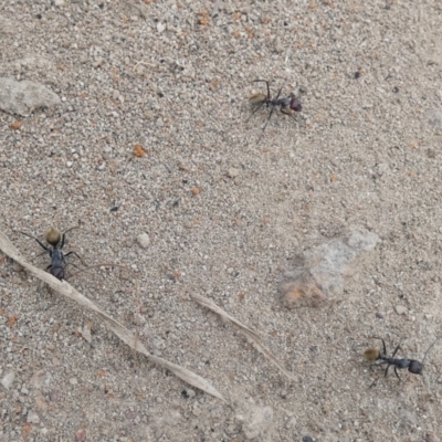 Camponotus suffusus (Golden-tailed sugar ant) at Queanbeyan West, NSW - 19 Mar 2022 by Paul4K