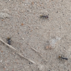 Camponotus suffusus (Golden-tailed sugar ant) at Bicentennial Park Queanbeyan - 18 Mar 2022 by Paul4K