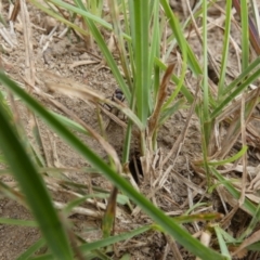 Camponotus suffusus at Queanbeyan West, NSW - 19 Mar 2022