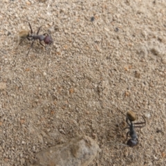 Camponotus suffusus at Queanbeyan West, NSW - 19 Mar 2022