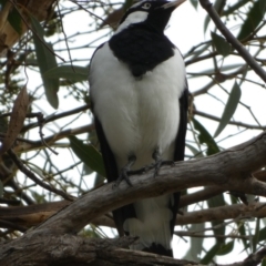 Grallina cyanoleuca (Magpie-lark) at Queanbeyan West, NSW - 18 Mar 2022 by Paul4K