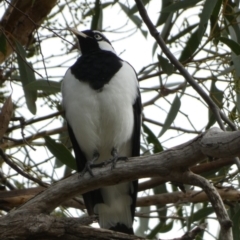 Grallina cyanoleuca at Queanbeyan West, NSW - 19 Mar 2022