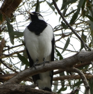 Grallina cyanoleuca at Queanbeyan West, NSW - 19 Mar 2022