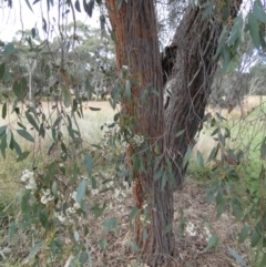 Eucalyptus macrorhyncha (Red Stringybark) at QPRC LGA - 18 Mar 2022 by Paul4K