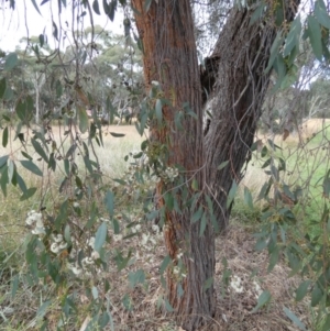 Eucalyptus macrorhyncha at Queanbeyan West, NSW - 19 Mar 2022