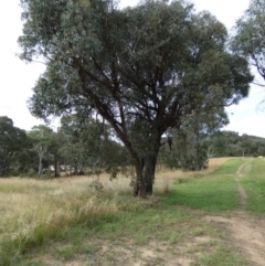 Eucalyptus macrorhyncha at Bicentennial Park - 19 Mar 2022