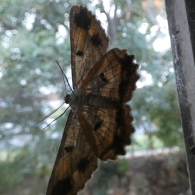 Scioglyptis lyciaria (White-patch Bark Moth) at QPRC LGA - 18 Mar 2022 by Paul4K