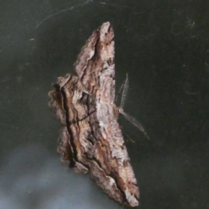 Scioglyptis lyciaria at Queanbeyan, NSW - 18 Mar 2022