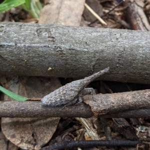 Eurinopsyche sp. (genus) at Watson, ACT - 19 Mar 2022