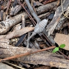 Eurinopsyche sp. (genus) at Watson, ACT - 19 Mar 2022