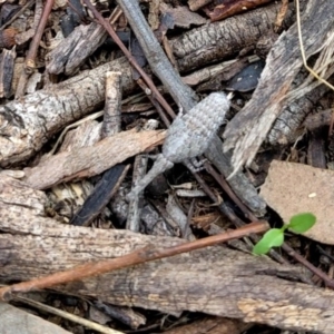 Eurinopsyche sp. (genus) at Watson, ACT - 19 Mar 2022 02:37 PM