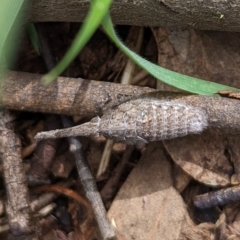 Eurinopsyche sp. (genus) at Watson, ACT - 19 Mar 2022