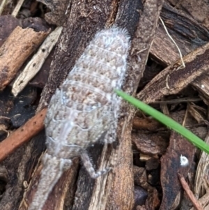 Eurinopsyche sp. (genus) at Watson, ACT - 19 Mar 2022 02:37 PM