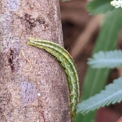 Lepidoptera unclassified IMMATURE moth at Watson, ACT - 19 Mar 2022 by AniseStar