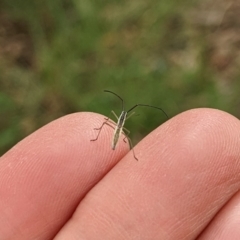 Coreidae (family) (Coreid plant bug) at Watson Green Space - 19 Mar 2022 by AniseStar