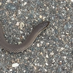 Delma inornata at Murrumbateman, NSW - 19 Mar 2022