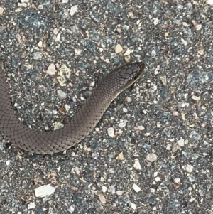 Delma inornata at Murrumbateman, NSW - 19 Mar 2022