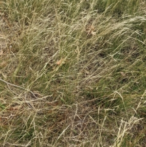 Austrostipa scabra at Watson, ACT - 19 Mar 2022