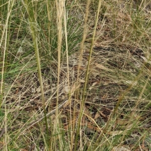 Austrostipa scabra at Watson, ACT - 19 Mar 2022 02:30 PM