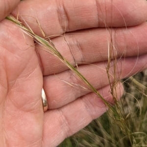 Austrostipa scabra at Watson, ACT - 19 Mar 2022 02:30 PM