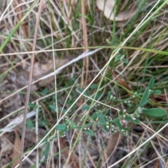 Polygonum (genus) (Wireweed) at Watson, ACT - 19 Mar 2022 by AniseStar