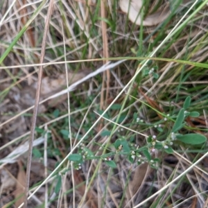 Polygonum sp. at Watson, ACT - 19 Mar 2022